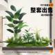 Simulated green plants potted plants landscaping indoor bonsai restaurant scene decoration window landscape simulation tree under the stairs