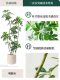 High-End Light Luxury Duckbill Wood Artificial Green Plant Indoor Living Room Large Potted Plant Imitation Fake Plant Floor-Standing Decorative Ornament
