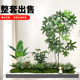 Simulated Green Plant Combination Landscaping under the Stairs, Tropical Artificial Plant Landscape, Artificial Trees, Indoor Potted Plant Decorations