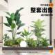 Simulated green plants potted plants landscaping indoor bonsai restaurant scene decoration window landscape simulation tree under the stairs