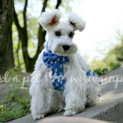 Джинсовая парная одежда с бантиком для влюбленных, платье, комбинезон