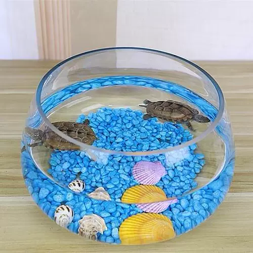 Специальная черепаха -заправляющая черепаха Черепаха Черепаха Черепаха Черепаха Домохозяйство Небольшое творческое рыболочное аквариум Рыба