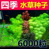 Рыба аквариума водная трава семена Аквариум Украшение быстро