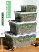 Черепаха с зимней спячкой поставляется с черепахами в спях