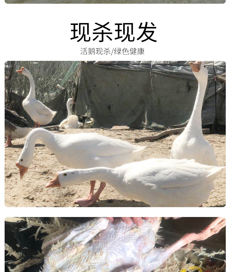 铁锅炖大鹅中的大鹅 杀后重6斤 图9