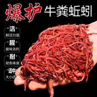 [钓鱼蚯蚓活饵大号红蚯蚓土1斤活体盒装红虫鱼饵垂钓活饵料散装]