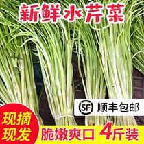 Northern Jiangsu farmhouse fresh vegetables water celery fresh wild celery wild leaves to root clean vegetables 5 kg SF