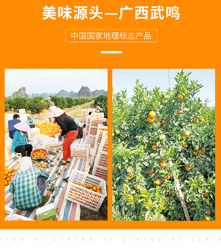 广西武鸣沃柑新鲜现采现摘甘甜多汁