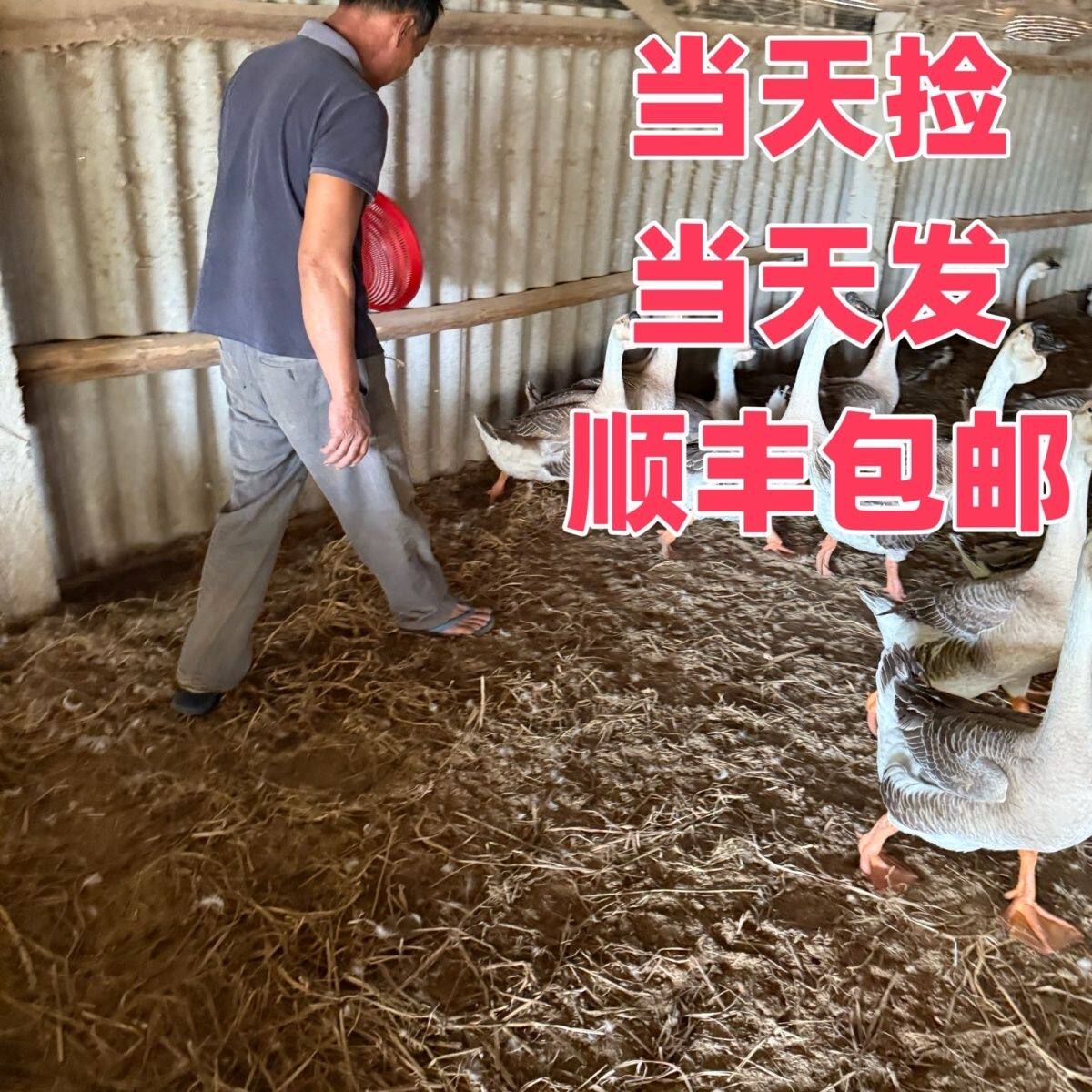 正宗散养大鹅蛋的LOGO