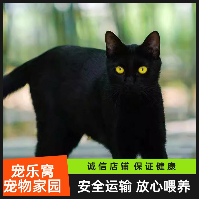 🐾 黑猫玄猫，纯正血统的田园猫宝宝🐾-猫咪-淘宝好物网