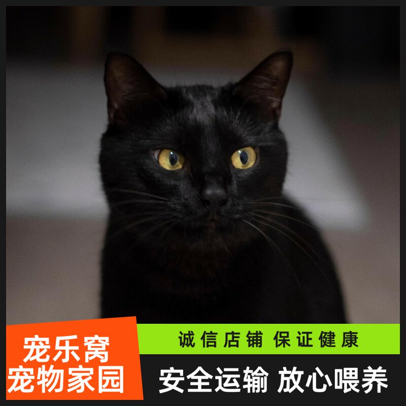 🐾 黑猫玄猫，纯正血统的田园猫宝宝🐾-猫咪-淘宝好物网