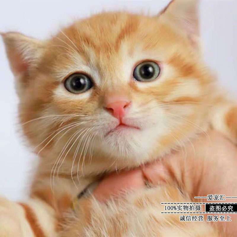 Hot selling Chinese pastoral cat domestic cat orange cat small earth cat cub pure black cat pure white cat tanuki flower three flower cat pet cat