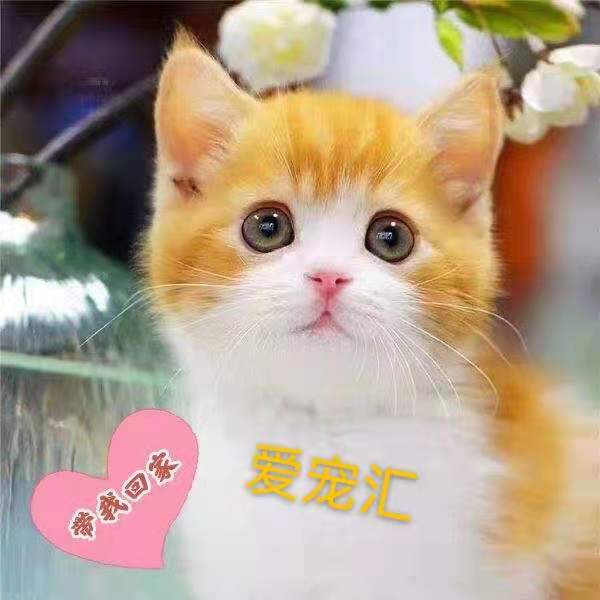 Pure orange cat Chinese pastoral cat pet cat civet cat small orange cat three flower cat black cat white cat living cub