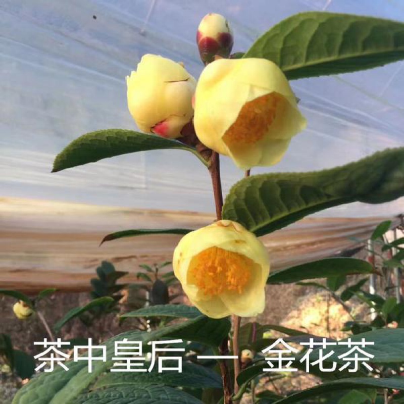 Potted five colours red Dan four seasons tea pot everblooming camellia seedlings gold flowers princess luzhou - flavor