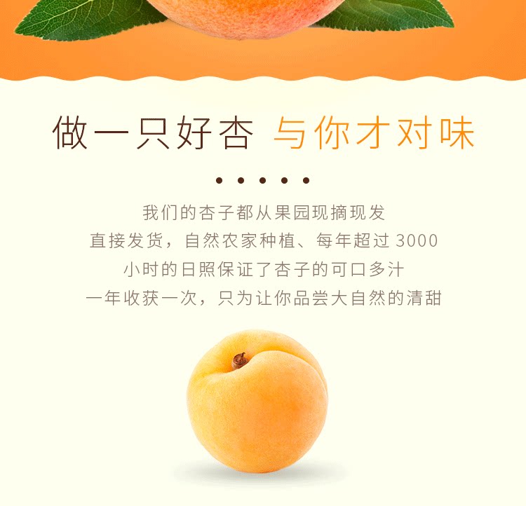 留香岛 山西 金太阳大黄杏 5斤 图2