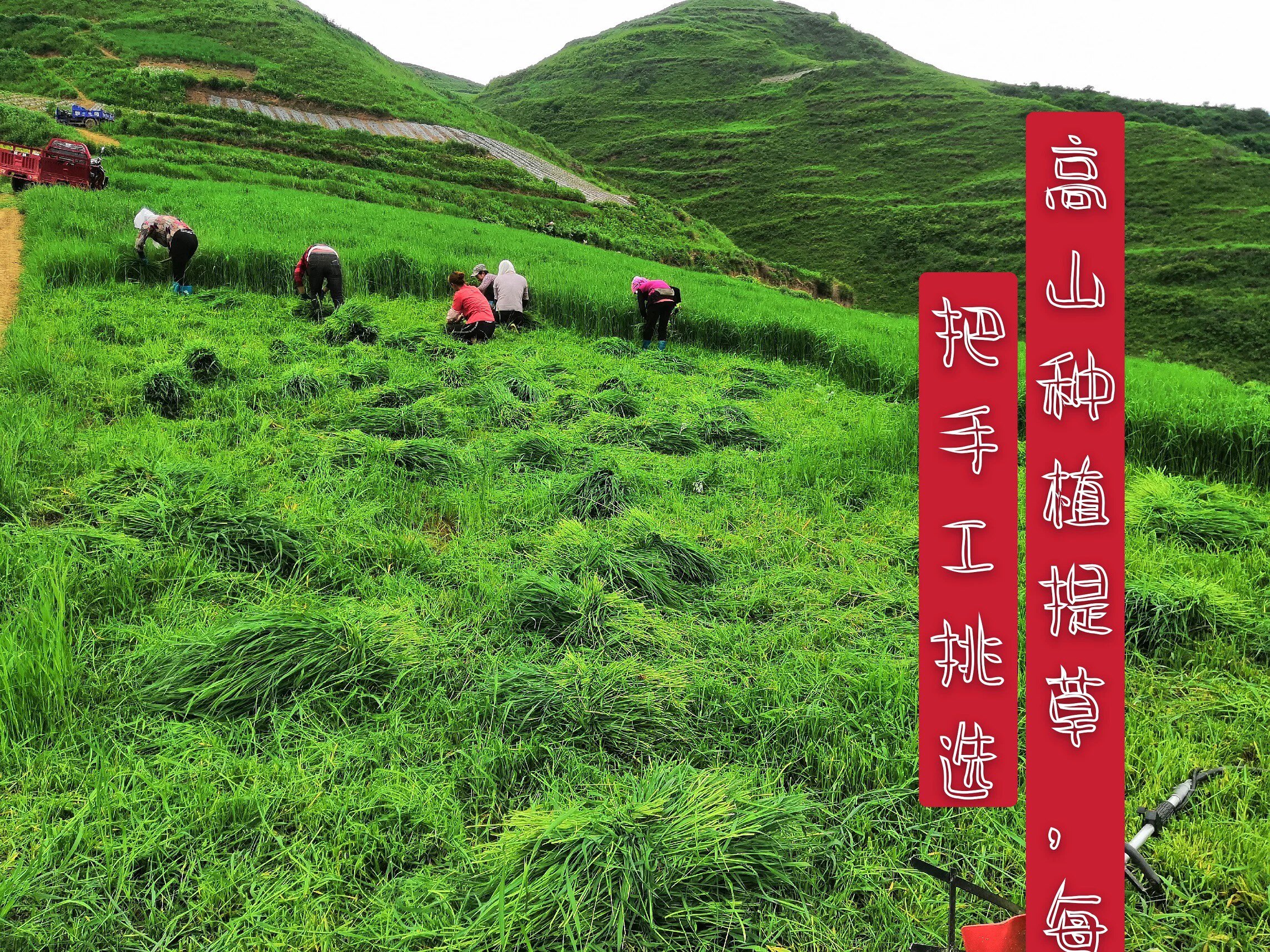 筱远岷山草场的LOGO