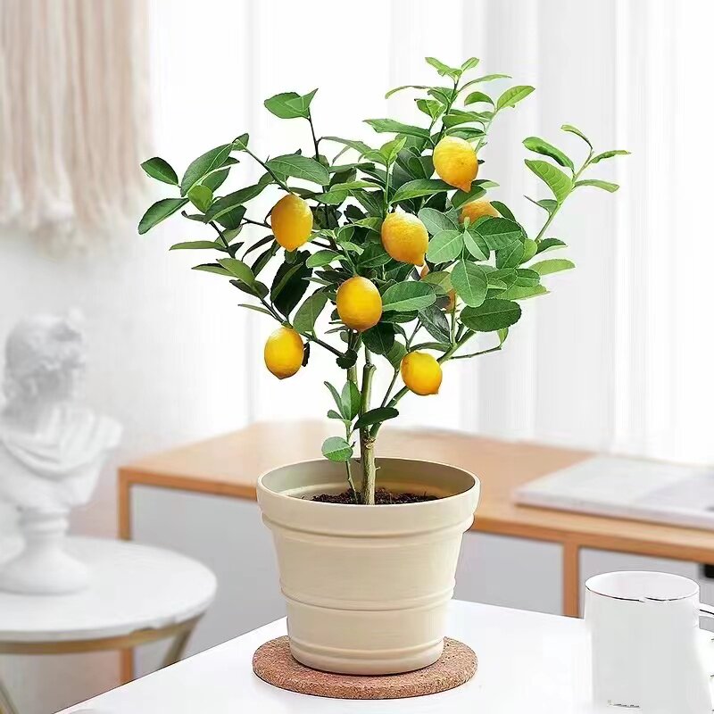 千花谷花卉小店