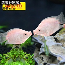 Kiss fish fish live pet fish tropical fish ornamental fish cute fish tank aquarium mini freshwater fish