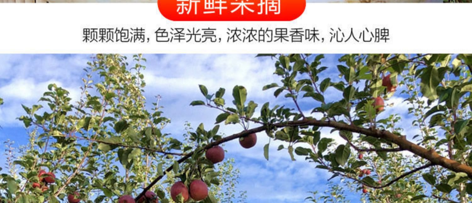 【5斤】正宗烟台冰裂糖心苹果