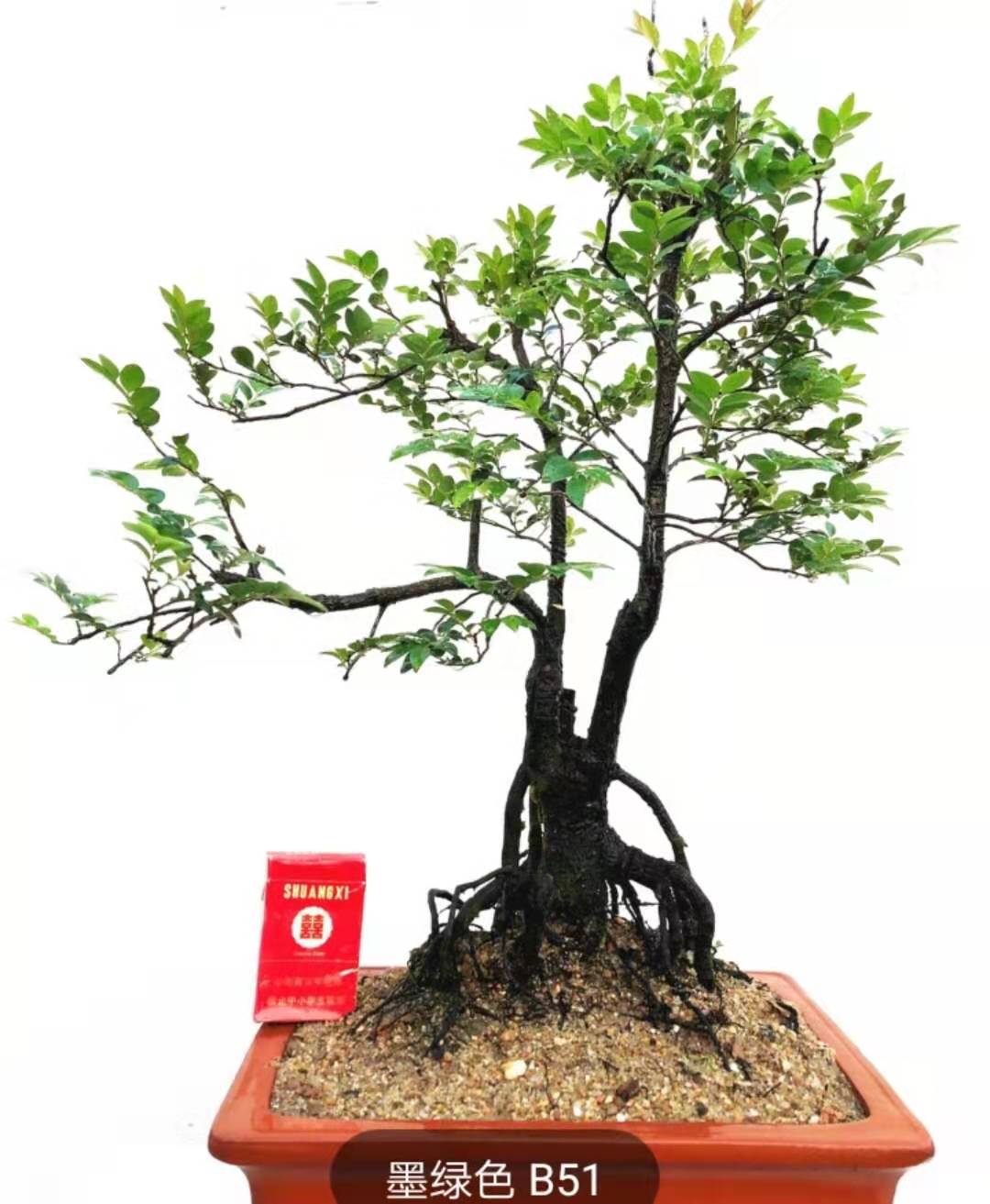 Lobular rosewood of potted plant trees bonsai the plants balcony desktop green plant black ipads tea green plant indoor potted flowers