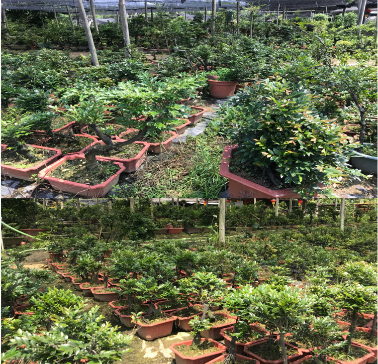 Lobular rosewood of potted plant trees bonsai the plants balcony desktop green plant black ipads tea green plant indoor potted flowers