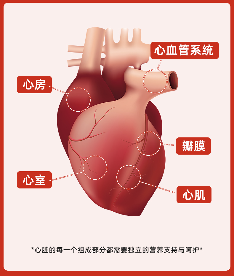 英国最大保健品牌之一 维百莱​旗下 Cardioace 22种营养素辅酶Q10 30片 图5