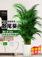 [Доставка до вашей двери] 10 высококачественных подсолнухов высотой 1,8-2 метра★Горшок без горшка из алмазной смолы★Вечнозеленый цвет круглый год