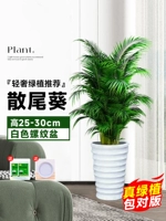 10 высококачественных подсолнухов с хвостиками высотой 25-30 см★Горшок с резьбой + свободный поднос★Вечнозеленые растения круглый год