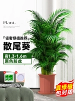 [Доставка до двери] 10 высококачественных подсолнухов с откидными хвостиками высотой 1,3-1,6 метра★Оригинальные пластиковые горшки + поднос★[Доставка в горшках]