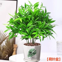 Средство от комаров бамбук и кипарис 10 шт + горшок с листьями лотоса [Горшечные растения лучше приносить без посадки] Бесплатное удобрение + керамзит