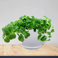 Сорняки с наркотиками (керамический бассейн с белым рисунком)