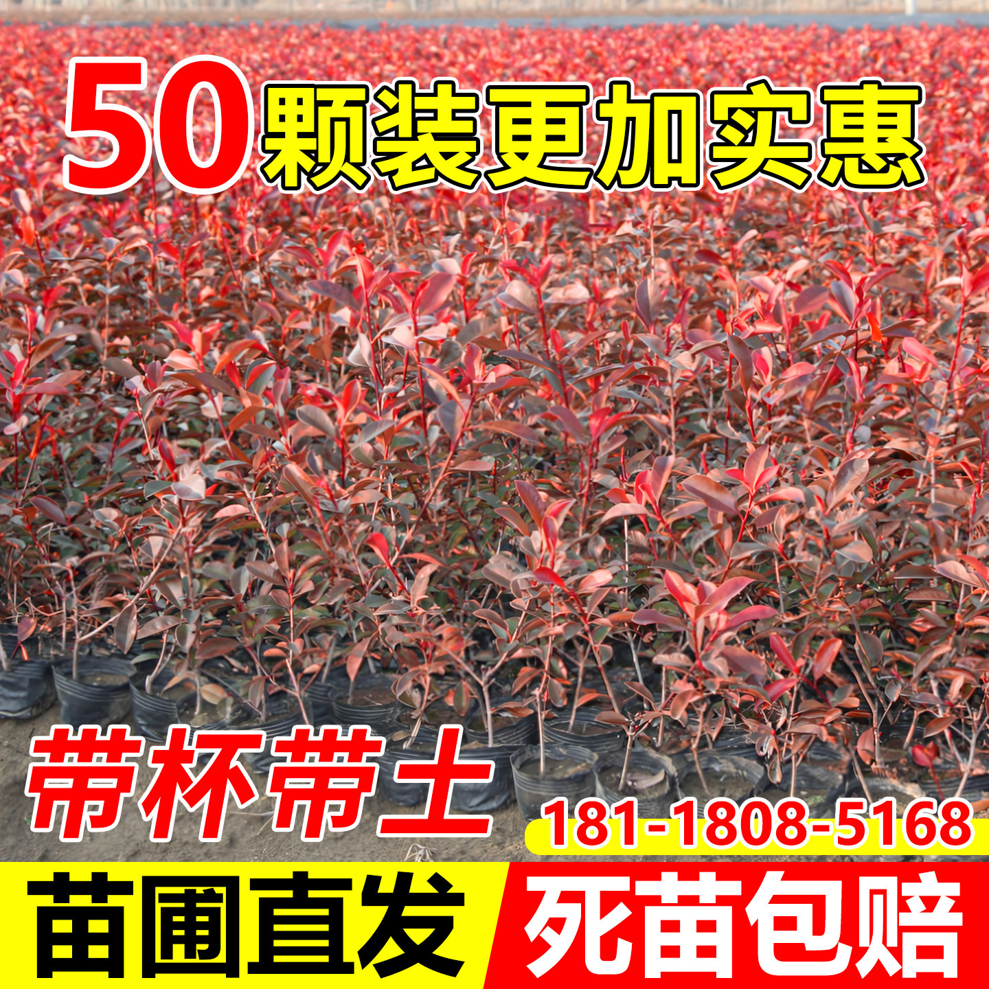 如何选择合适的红树苗来用于滩涂植林与海岸护堤？-水生植物-淘宝百科网