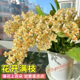 Растения в горшках онцидиума с бутонами, духи, ароматная орхидея мечты, цветы орхидеи на балконе в помещении, зеленые растения, которые легко выращивать на гидропонике осенью и зимой.