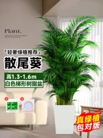 [Доставка до вашей двери] 10 высококачественных подсолнухов высотой 1,3-1,6 метра в белых трапециевидных смоляных горшках - бесплатные лотки [Универсальный стиль]