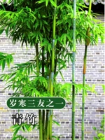 Зеленый бамбук Four Seasons толщиной 0,5 см и высотой 1 метр [10 шт.]