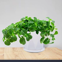 Сорняки с наркотиками (керамический горшок с водяным рогом)