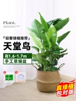 Бутик Райская птица 1,6-1,7 метра/от 7 до 8 до 8 [Грассная бассейн ручной работы]