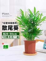 [Сегодняшняя специальная цена] Около 10 деревьев в горшке 25-30 см (вечнозеленые круглый год, легко выращивать и выращивать)