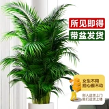 Большой кран горшок в гостиной комнаты зеленого завода Санджянфлауэр на Гавайях Фенгвей Банбук в офисе в офисе богатых кокосов в четырех сезонах