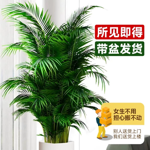 Большой кран горшок в гостиной комнаты зеленого завода Санджянфлауэр на Гавайях Фенгвей Банбук в офисе в офисе богатых кокосов в четырех сезонах