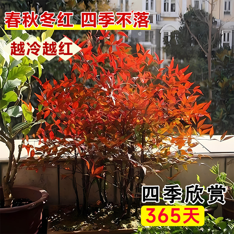 南天竹老桩能为2026客厅增添哪些新意？