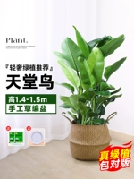 Бутик Райский Рай Высота птиц 1,4-1,5 метра/от 6 до 7 штук [Трассные косички ручной работы]