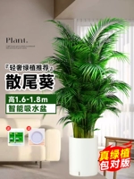 ⭐【Доставка до вашей двери】10 высококачественных подсолнухов с хвостиками высотой 1,6-1,8 метра★Умный водопоглощающий бассейн★Вечнозеленый круглый год