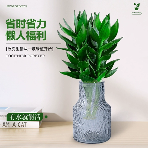 Гуаньян бамбук богатый бамбуковый гидравлический растение с корневыми цветами