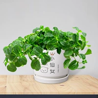 Сорняки с наркотиками (маленький керамический бассейн Fairy)