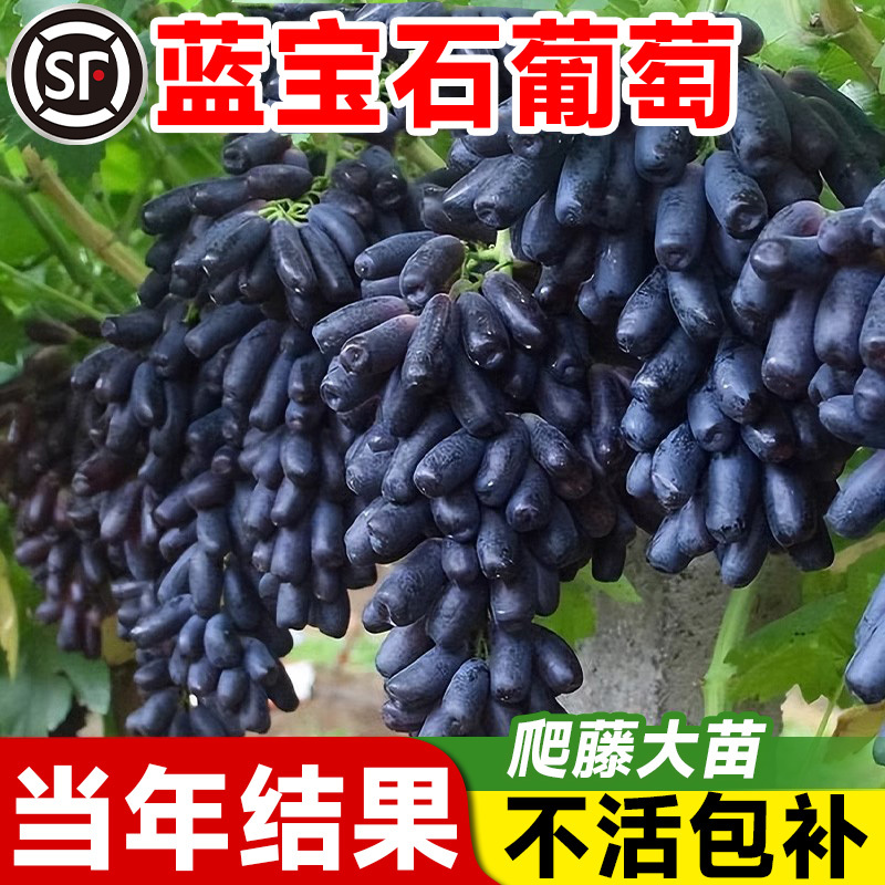 Sapphire Grape Seedlings, Extra-Large Golden Finger Grape with Fruit, Potted Plants, Hardy in the North, Seedless Grape Seedlings for Ground Planting, Large Seedlings Sapphire Grape Seedlings, Extra-Large Golden Finger Grape with Fruit, Potted Plants, Hardy in the North, Seedless Grape Seedlings for Ground Planting, Large Seedlings