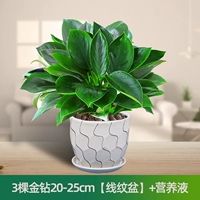 Питательный раствор, 20-25см