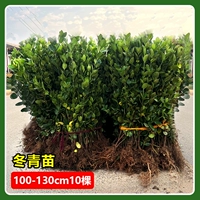 Саженцы падуба 1-1,3 метра (10 деревьев)