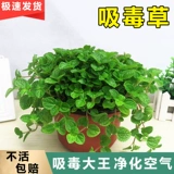 Лекарственная травяная травяная горшка в внутреннем растении Новые дома зеленые растения, чтобы прокормить четыре сезона висящей орхидеи гостиной гостиной цветочный монета репеллент