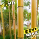 Золотые бамбуковые саженцы двор четыре сезона вечнозеленые пурпурные бамбуковые саженцы с зеленым бамбуком в северном холодном резистентном сеянке